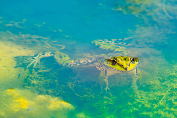Frog sitting on a swamp or in a pond, beautiful landscape green background with place for text, the...