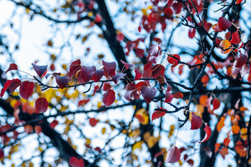 Autumn nature details – tree branch with bright red leaves. Fall foliage background.
