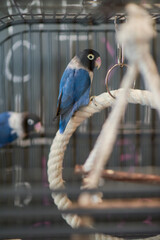 blue bird on the roof