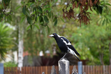 Curious Australian magpie tilting its head while atop a wooden fence post, the bird's orange eye shinning in the sun, with foliage in the background