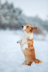 Dog raises paws up. Corgi dog in the snow. Dog sitting in winter.