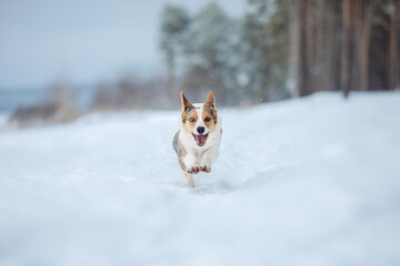 Corgi dog running fast in the snow. Dog in winter. Dog action photo