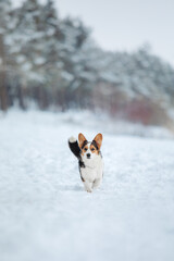 Naklejka na ściany i meble Corgi dog in the snow. Dog in winter. Dog in nature.