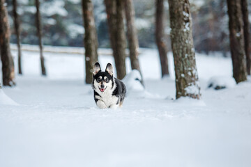 Naklejka na ściany i meble Corgi dog running fast in the snow. Dog in winter. Dog action photo
