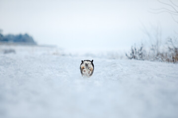 Corgi dog running fast in the snow. Dog in winter. Dog action photo