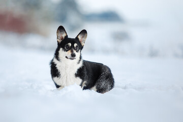 Naklejka na ściany i meble Corgi dog sitting in the snow. Dog in winter. Red Dog portrait in nature.