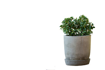 Plants in round pots, made of cement, isolated white background.