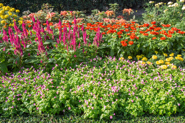 Obraz premium Beautiful Torenia Fournieri and Zinnia and Celosia Kelos Cendela pink and Marigold flowers in garden