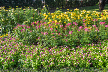 Beautiful Torenia Fournieri and Spider and Marigold flowers in garden