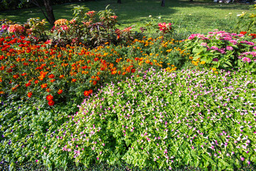 Beautiful Starburst and Torenia Fournieri and Zinnia flowers in garden
