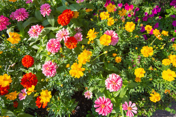 Colorful Zinnia flowers is beautiful in garden