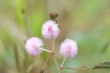 In selective focus a sweet pink Mimosa Pudica blossom in a tropical field with blurred green background