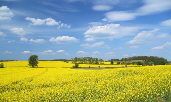 Blooming rape fields.