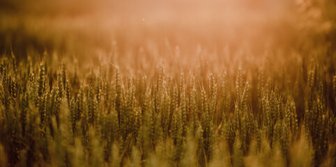 Wheat filed in golden hour 