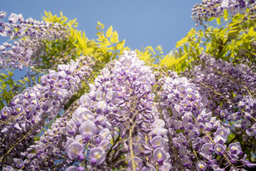 Obraz premium 藤の花。