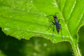 Insects inhabiting wild plants