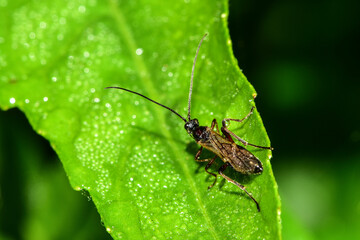 Insects inhabiting wild plants