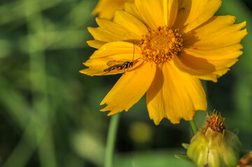 Insects inhabiting wild plants