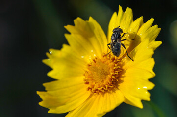 Insects inhabiting wild plants