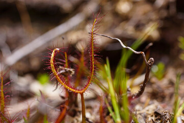 Fork-leaved sundew (Drosera binata), Tasmania, Australia