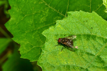 Insects inhabiting wild plants