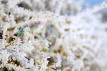 Close-up of an iridescent soap bubble hanging from frosty branches of a bush in the morning sun...