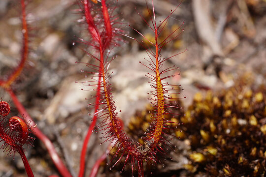 Fork-leaved sundew (Drosera binata), Tasmania, Australia