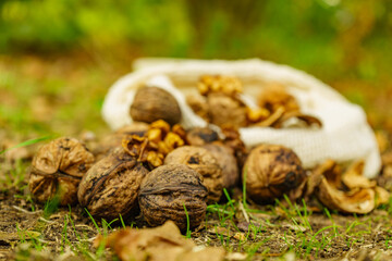Walnut whole and kernels outdoors on ground.