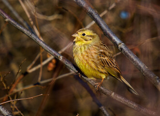 Fototapeta premium Yellowhammer in a hawthorn bush