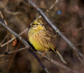 Yellowhammer in a hawthorn bush