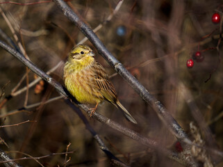 Yellowhammer in a hawthorn bush