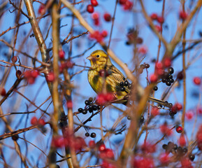 Yellowhammer in a hawthorn bush