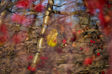 Yellowhammer in a hawthorn bush