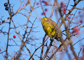 Yellowhammer in a hawthorn bush