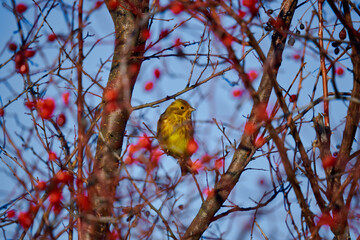 Yellowhammer in a hawthorn bush