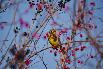 Yellowhammer in a hawthorn bush