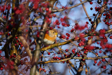 Brambling in a hawthorn bush
