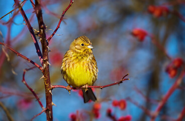 Yellowhammer in a hawthorn bush - Powered by Adobe