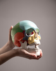 Therapist demonstrates a medical skull in his hands