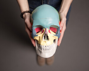 Therapist demonstrates a medical skull in his hands