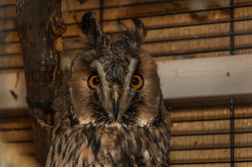 Portrait of a long-eared owl in a cage