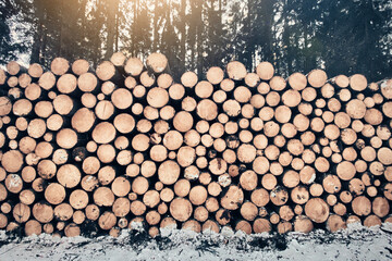 Großer Holzstapel im Wald mit einfallendem Sonnenlicht