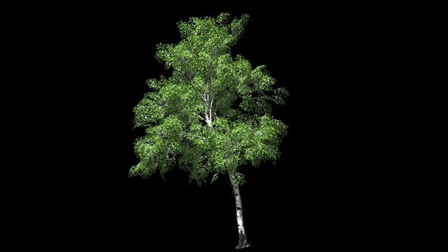 Young birch tree with alpha channel