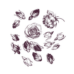 Rose bud tea illustration, botanical drawing, rose buds and flowers isolated on white