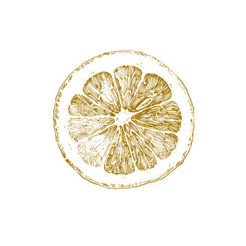 recommend clip art: Single lemon slice, ink drawing isolated on white, food illustration