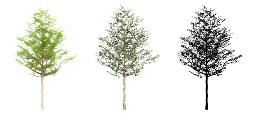 Set or collection of American Sycamore trees, painted, natural and as a black silhouette on white background. Concept or conceptual 3d illustration for nature, ecology and conservation, strength
