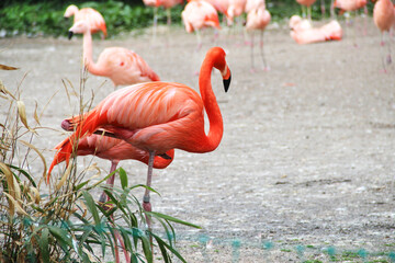 Flamingo in the nature