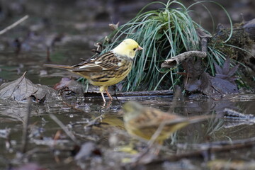 mutant of black headed bunting in the forest