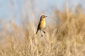 Female of Common stonechat (Saxicola rubicola) in Donana National Park