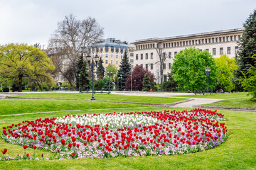 City park with blooming tulips in the center of Sofia the capital of Bulgaria in the background the facades of old buildings.